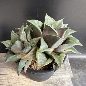 ☆特価☆多肉植物:ハオルチア 大型コンプトニアナ錦*幅21cm 現品!一品限り