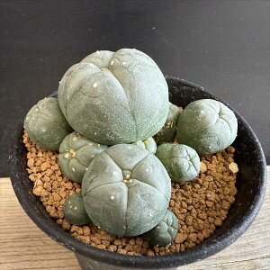 T{eFtHtH@GH*7.5cm@iIi