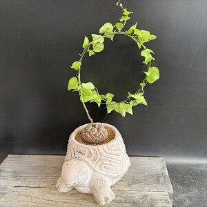 R[fbNXFAtJTb@T*򍪕6cm@iIi