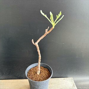 �R�[�f�b�N�X�F�I�g���i�@�p�L�|�_�@�}��*��7cm�@���i�I��i����