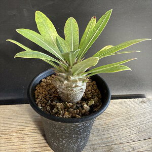 R[fbNXFpL|fBE fVt[×}JCGZ *M@򍪕3cm