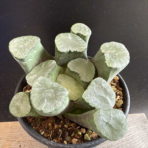 AFnI`A  䃌Y@[hbvX*8cm