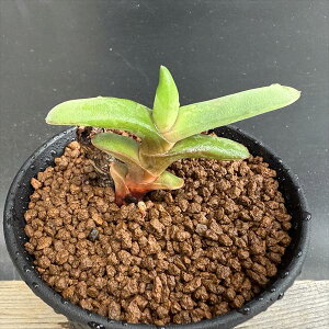 AFKXeA@E\j[*6.5cm@iIi