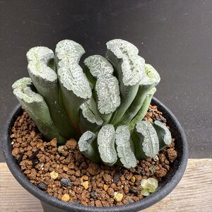 AFnI`A@ʐ@OT*7cm@*iIi