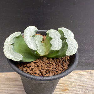 AFnI`A@ʐ*6.5cm@*iIi