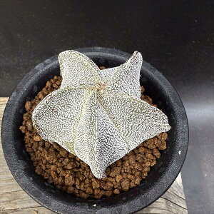 T{eFaPʁiÂۂ傭j̎*5cm@ԏ