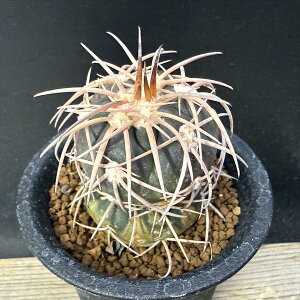 T{eFMmJLE@Vہ@*4cm@iIi