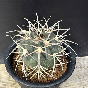 サボテン:ギムノカリキウム 天平丸 実生*幅5cm 現品!一品限り