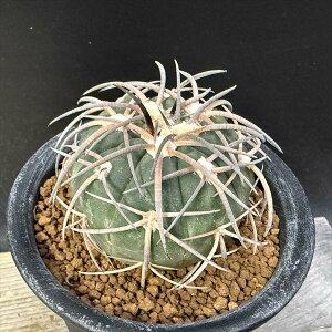 サボテン:ギムノカリキウム 天平丸 実生*幅5cm 現品!一品限り