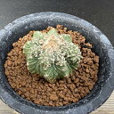 サボテン：アズテキウム 花籠（はなかご）自根*幅3.8cm　現品　一品限り