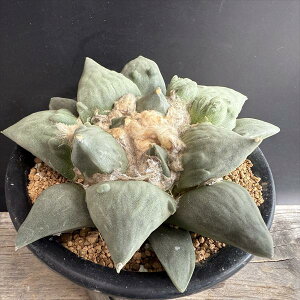 T{eFAIJvX@Jt[ԉO*16cm@iIi