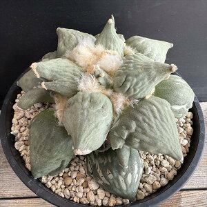 T{eFAIJvX@Jt[ԉO*16cm@iIi