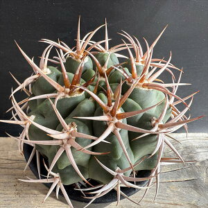 サボテン:ギムノカリキウム フェロシオール*幅9cm 現品!一品限り