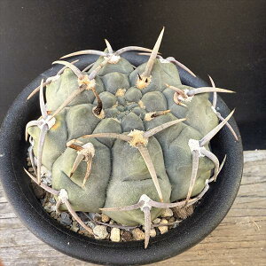 T{eFMmJLE@obe@*8.5cm@iIi