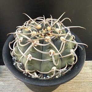 T{eFMmJLE@obe@*9cm@iIi