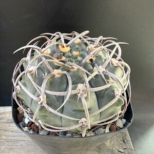 T{eFMmJLE@obe@*9cm@iIi