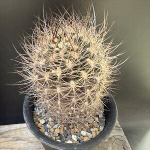 T{eFlI|eA@≥ʁ@*7.5cm@iIi