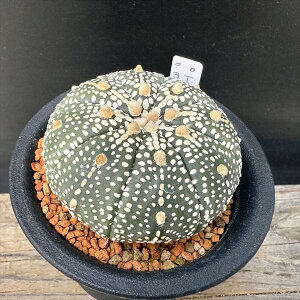 T{eFAXgtBc  吼~Nz*5.8cm@iIi