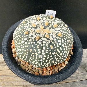 T{eFAXgtBc  吼~Nz*5.5cm@iIi