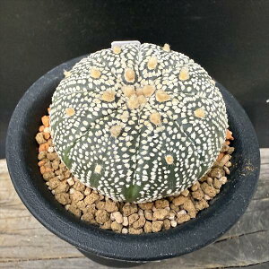 T{eFAXgtBc  吼~Nz*5cm@iIi