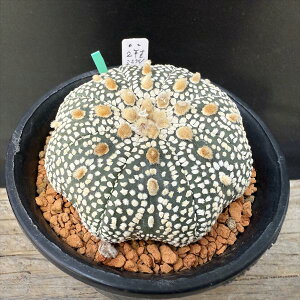 T{eFAXgtBc  吼~Nz*6cm@iIi