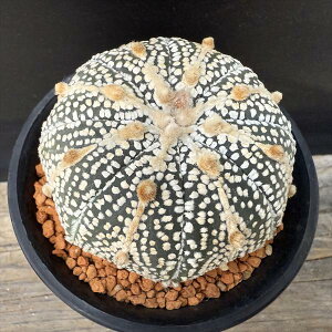 T{eFAXgtBc  吼~Nz*6.5cm@iIi