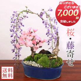 人気花物盆栽：桜・藤寄せ* (萬古焼青楕円鉢)【2026年春開花】【送料無料】【桜盆栽】【さくら盆栽】【即日発送！】自宅でお花見 bonsai