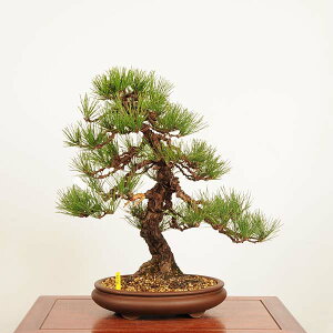 I ~́FO͍* i _ ܂@N}c@Kuromatsu bonsai i~