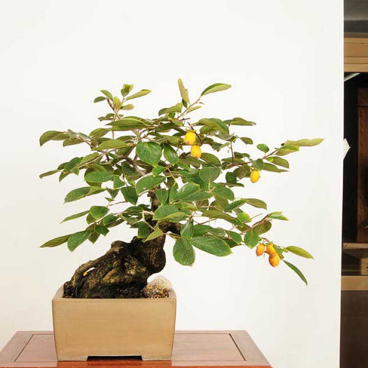 楽天市場】盆栽 特選：山柿 現品 *一点物 カキ Kaki bonsai【大型 