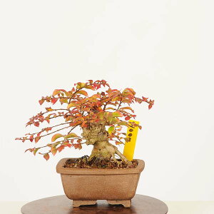 ~́FSg*i _ 邷ׂ@TXx sarusuberi@bonsai @~j~