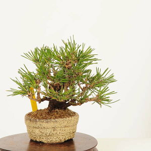 ~ FO͍*i _ ܂@N}c@Kuromatsu bonsai i~