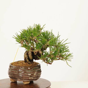 ~ FO͍*i _ ܂@N}c@Kuromatsu bonsai i~