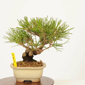 ~ FO͍*(JPL)i _ ܂@N}c@Kuromatsu bonsai i~