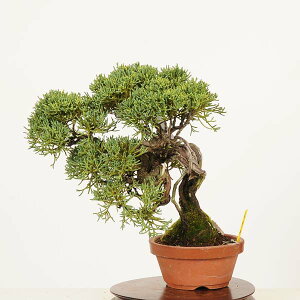 ~́F^ *i _ ς@VpN Sabina chinesis@Shinpaku bonsai ~j~