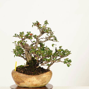 ~́F~(`EWoC)@i*傤΂@Cyoujyubai@ i~