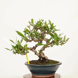 ~́Fq(Ȃ)@i*_ N`iV Minarikuchinashi bonsai i~