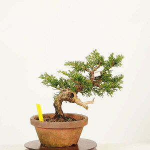 ~́F^ i* _ ς@VpN Sabina chinesis@Shinpaku bonsai i~