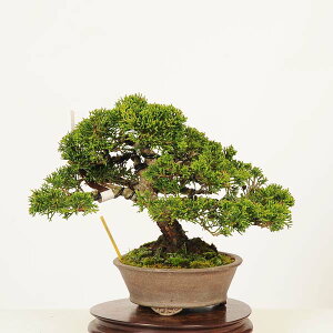 ~́F^ i*_ ς@VpN Sabina chinesis@Shinpaku bonsai i~