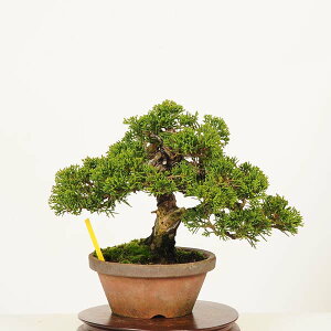 ~́F^ i*_ ς@VpN Sabina chinesis@Shinpaku bonsai i~