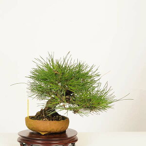 ~ IFO͍* i _ ܂@N}c@Kuromatsu bonsai i~