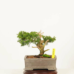 ~́F^ i* _ ς@VpN Sabina chinesis@Shinpaku bonsai i~