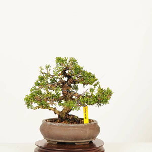 ~́F^ i* _ ς@VpN Sabina chinesis@Shinpaku bonsai i~