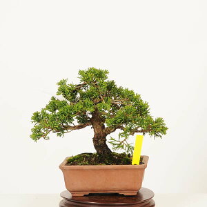 ~́F^ i* _ ς@VpN Sabina chinesis@Shinpaku bonsai i~