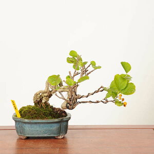 ~́F~ǂ@i*_ ~[@cE@Tsuruumemodoki bonsai @i~