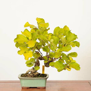 ~́F~ǂ@i(JPL)*_ ~[@cE@Tsuruumemodoki bonsai @i~