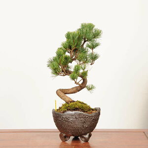 ~́F{ܗt*i _ 悤܂@SE}c@Goyoumatsu bonsai i~