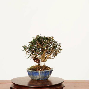 ~́FkɊi`JYji*_ ߂񂩂@ Kazura bonsai i~