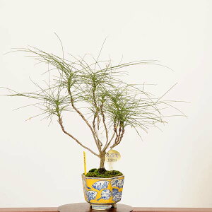 ~́FюV(ю)*i _ ȂĂ@ie@nanten bonsai i~