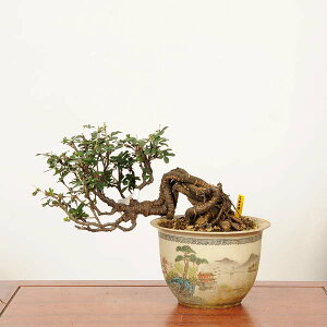 ~́F(ނꂷ)*i _ XY@Muresuzume bonsai i~
