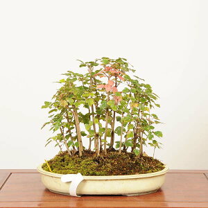 ~ IF{l񂹁@i*_ Ł@JGf@Kaede bonsai Acer i~